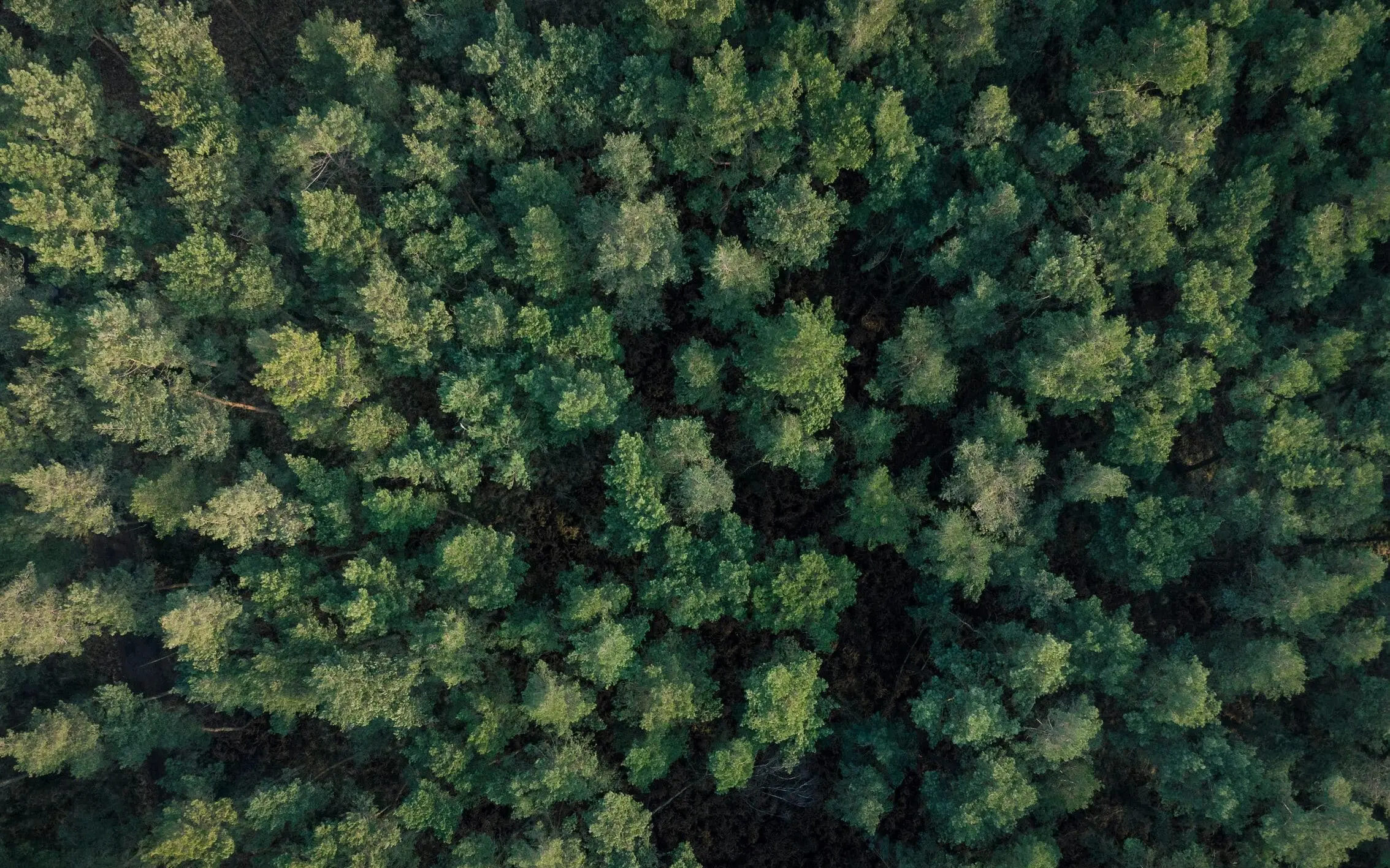 Sustainability Forest image