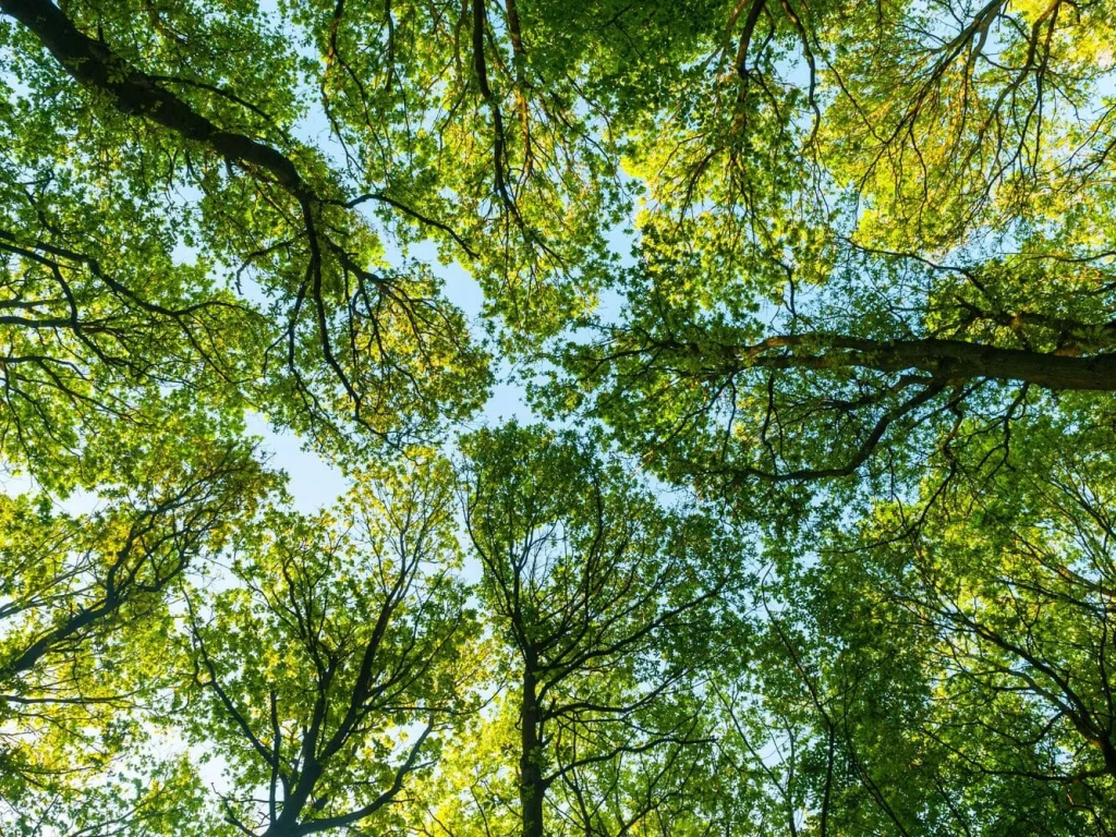 Forest Sustainability, Our Strategy